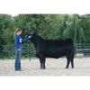 Weaver Leather Livestock Black Magic Show Halter, Small