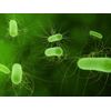 Immune support allergy - NEW PROBIOTIC COMPLEX 500 mg - improve immune - 3 Bot