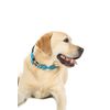 Doodlebone Padded Collar, Ruby, 3-6