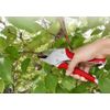 Gyokucho Sangyo TS205 Easy Pruning Rose