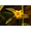 Pure Herbs: Damiana - 4 oz.