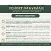 Equisetum hyemale | Scouring-rush Horsetail | Bareroot | Ancient | Pond | Water
