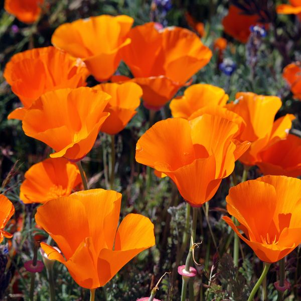 Outsidepride 5000 Seeds Perennial Eschscholzia Californica California Poppy Native Garden Wild Flower Seed