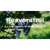 Trans Resveratrol 500mg – Sourced from Premium Polygonum Cuspidatum – 2 Bottles