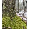 Brocade Moss/Callicladium imponens