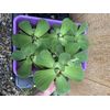 (10) Water Lettuce Koi Pond Floating Plants Algae LARGE Jumbo 6” 🌸SPRING 2025🌸
