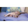 cats digestive enzymes - CAT DIGESTIVE AID - active cultures probiotic