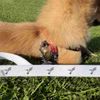 'Hummingbird' Dog Lead/Leash (DL00000678)