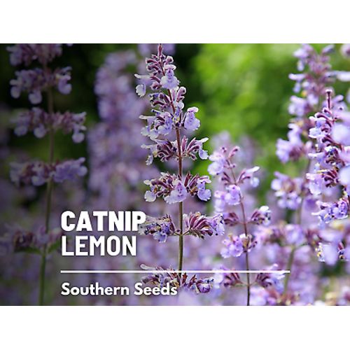 Catnip , Lemon - Heirloom Seeds - Medicinal - Same amazing plant, lemon scent