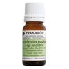 Pranalom Eucalyptus Radiata BIO 10ml (PRANAROM Chemo Type Essential Oil) [Parallel Import]