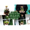 DIY Medium Open and Closed Terrarium Kit (White Pebbles)