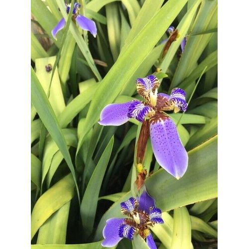Live  Roota Blue Walking Iris Plant flower Bulbs w/ 2 leaves