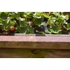 Agralan HA135 Copper Snail and Slug Tape