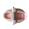 ULTNICE Teeth Model Standard Dental Teaching Study Typodont Demonstration Tool