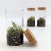 Mini Terrarium 10cm