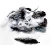 GLOREX Deco Feathers, Multi-Colour, 20.5 x 8.5 x 0.3 cm