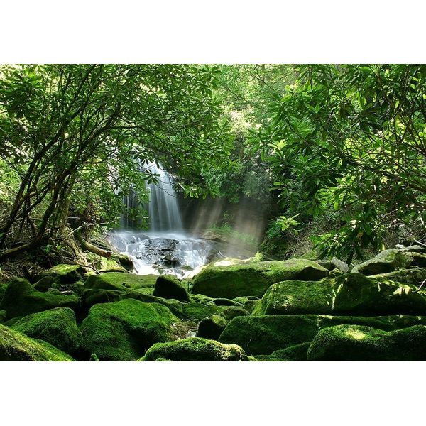 Reptile Habitat, Terrarium Background,Sunny Green Trees with Waterfall & Mossy Rock (Various Sizes) (21" H x 48" W)