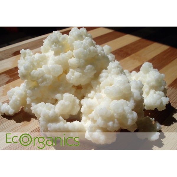 Organic Milk Kefir grains 2 Tsp probiotic Happy ❤️  w/t # Turkish Grains Live