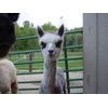 10 pounds Fresh Alpaca Manure Already Composted - Ready to Use!