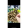 Tongan oil/Lolo Tonga