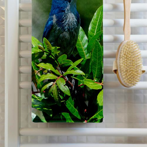 3dRose 22x30 Bath Hand Pool Towel - USA, Florida, Cape Coral, Florida Scrub Jay Framed by Green Bush Birds
