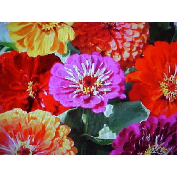 100 SEED  CALIFORNIA ZINNA ZINNIA FLOWER SEEDS MULIT-COLORS OLD FASHION FAVORITE