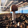 ABM Mushroom (Agaricus Blazei-murrill) Liquid Culture