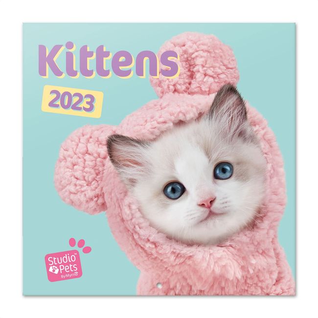 Grupo Erik Wandkalender 2023, Studio Pets Cats Wandkalender, Katzen Kalender zum Aufhängen, Kalender 2023 Wandkalender, Familienkalender 2023, offizielle Lizenz, FSC zertifiziert