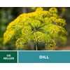Dill, Bouquet - 100 Seeds - Culinary Herb - Heirloom - NonGMO