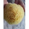 Naturschwamm P130 Premium