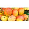 Antioxidant complex - CLA – AFRICAN MANGO COMBO - african mango extract pure