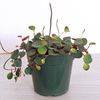 Succulent Pot Plant - Peperomia : Ruby Cascade - In 4" Pot