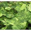 2ct Caladium The Frog in the Blender BIG LEAF (#2 SMALL) Bulbs