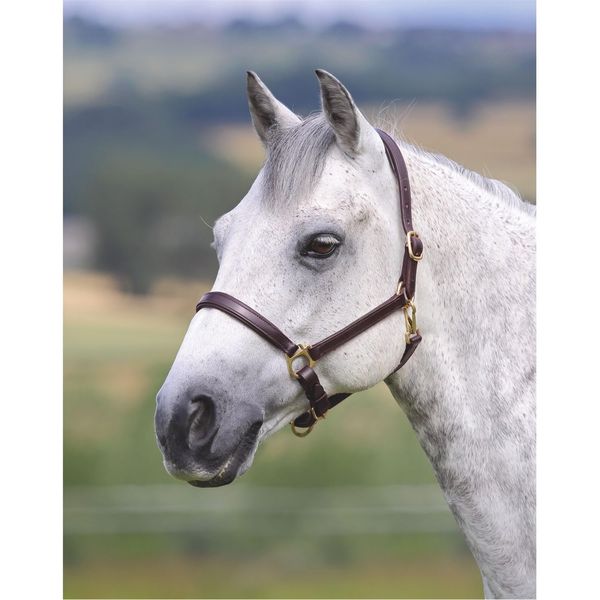 Shires Velocito Gara Ragley Lined Headcollar Hav Full