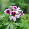 Geranium 20ml Incent Essential Oil Essential Oil