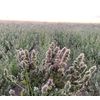 From The Field 2-Ounce No Mess Catnip Pellet Bag