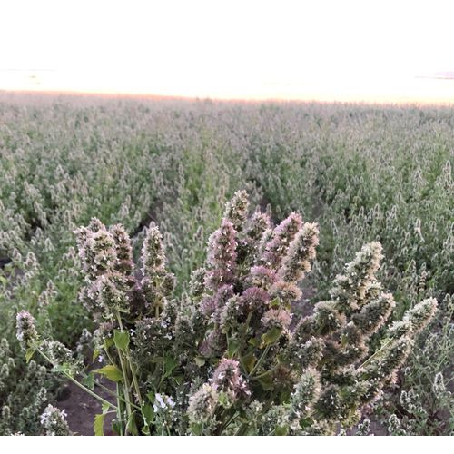 From The Field 2-Ounce No Mess Catnip Pellet Bag