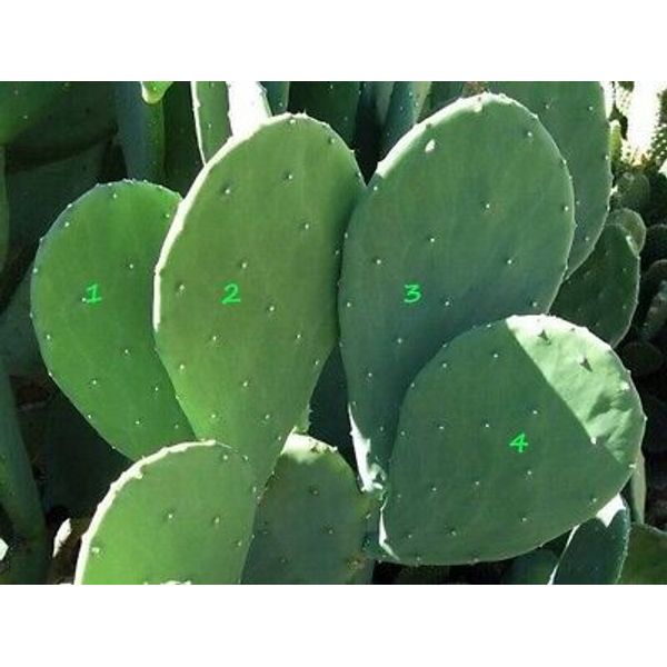 4 Prickly Pear Cactus Pads Organic Spineless Plant Beauty Regimen Health Food