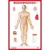 人体经络穴位标准挂图（男性）