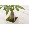 Cabinotier SUSTEE Watering Checker, green