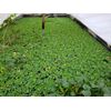75 WATER LETTUCE, POND PLANTS