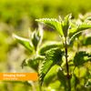 Herb Pharm Stinging Nettle Blend Liquid Extract - 1 Ounce (DNETT01)