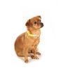 Doodlebone Dog Collar, Electric Party, 6-11