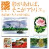AKASHIYA SAI Sketch Set Ivory CA550S-IV
