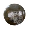 VIE Goniatite Buttons, Standard, 5-9cm