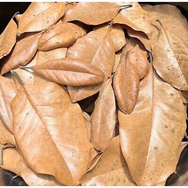 20 Gallons Organic Magnolia Leaves Heat Treated Pet Reptile Vivarium Frog Isopod