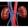 Natural multivitamins - KIDNEY SUPPORT - Replace your diet with nutrient - 1 Bot