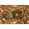 Guru NEW Inline Fishing Depth Plummets - 20g