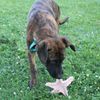 SPOT Ethical Products Love The Earth Starfish 6" Assorted
