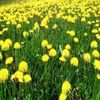 DANDELION LEAF With Absolutely No Additives High Potency 100 Vegetarian Capsules